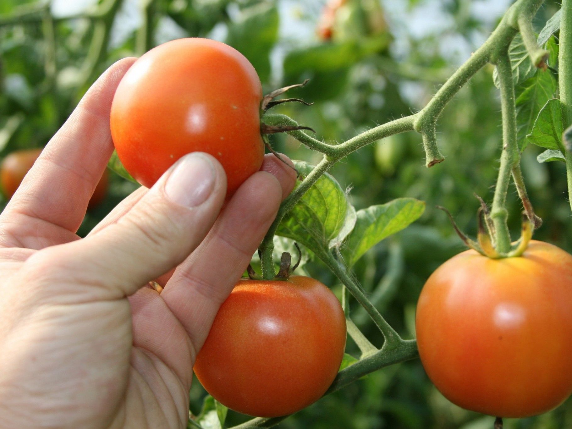 Positive Auswirkung von obst- und gemüsereicher Ernährung Positive Auswirkung von obst- und gemüsereicher Ernährung