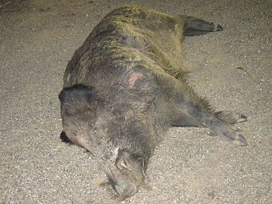 Der Lenker hatte Glück, doch für das Wildschwein endete der Unfall auf der B4 in Tulln tödlich Der Lenker hatte Glück, doch für das Wildschwein endete der Unfall auf der B4 in Tulln tödlich