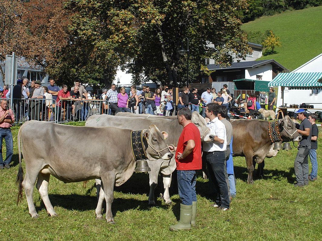 Viehausstellung mit Prämierung der Tiere in Schruns - SYMBOLFOTO, 2011 Viehausstellung mit Prämierung der Tiere in Schruns - SYMBOLFOTO, 2011