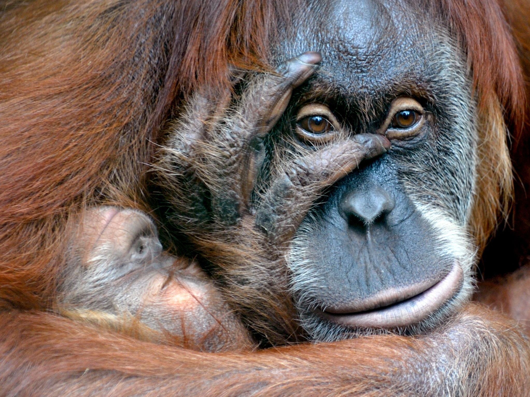Mit Hilfe der britischen Orangutan Foundation seien die Kugeln entfernt worden, inzwischen gehe es dem Affen besser. Mit Hilfe der britischen Orangutan Foundation seien die Kugeln entfernt worden, inzwischen gehe es dem Affen besser.