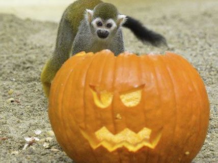 Dass sie sich vor dem Kürbis nicht gruseln brauchten, bemerkten die Totenkopfaffen sehr schnell.