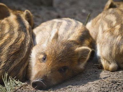 Die Wildschweinpouplation in Wien soll reduziert werden, die Stadt Wien stellt mehr Jäger ein.