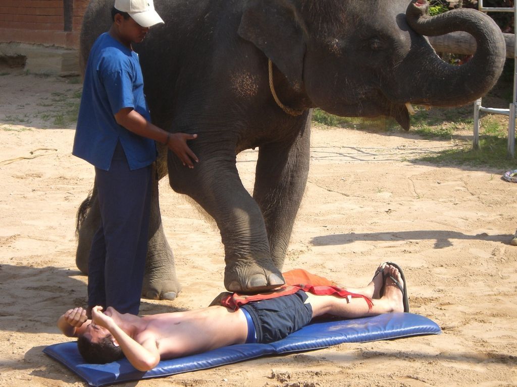 Elefanten als Masseure? In Thailand ist diese Form der Entspannung sehr beliebt. Elefanten als Masseure? In Thailand ist diese Form der Entspannung sehr beliebt.