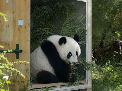 In einer Box auf dem Weg nach China: Panda Fu Hu verlässt Wien In einer Box auf dem Weg nach China: Panda Fu Hu verlässt Wien