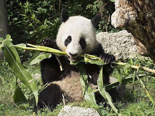 Der einst so herzig kleine Fu Hu ist groß geworden - und verlässt bald Schönbrunn gen China Der einst so herzig kleine Fu Hu ist groß geworden - und verlässt bald Schönbrunn gen China
