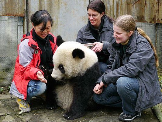 Fu Hu wurde in China mit offenen Händen empfangen - es geht ihm sichtlich gut