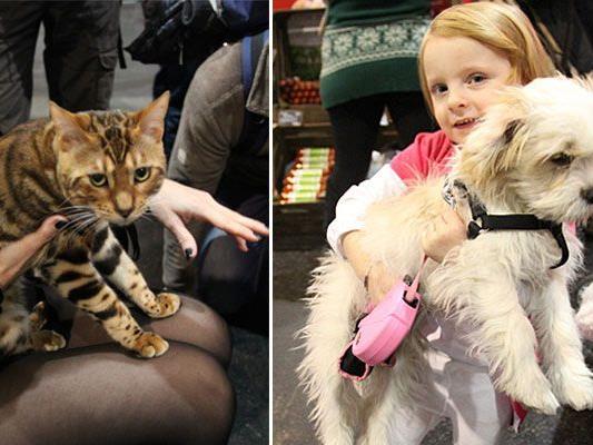 Auf der Haustiermesse kamen Tierfreunde voll auf ihre Kosten