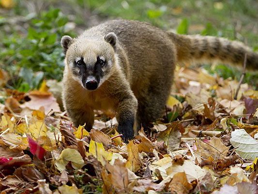 Ein Nasenbär genießt den Herbst in Schönbrunn