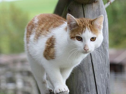 Wer sich eine Katze nach Hause holt, sollte sich gut überlegen, ob diese Freigang erhält