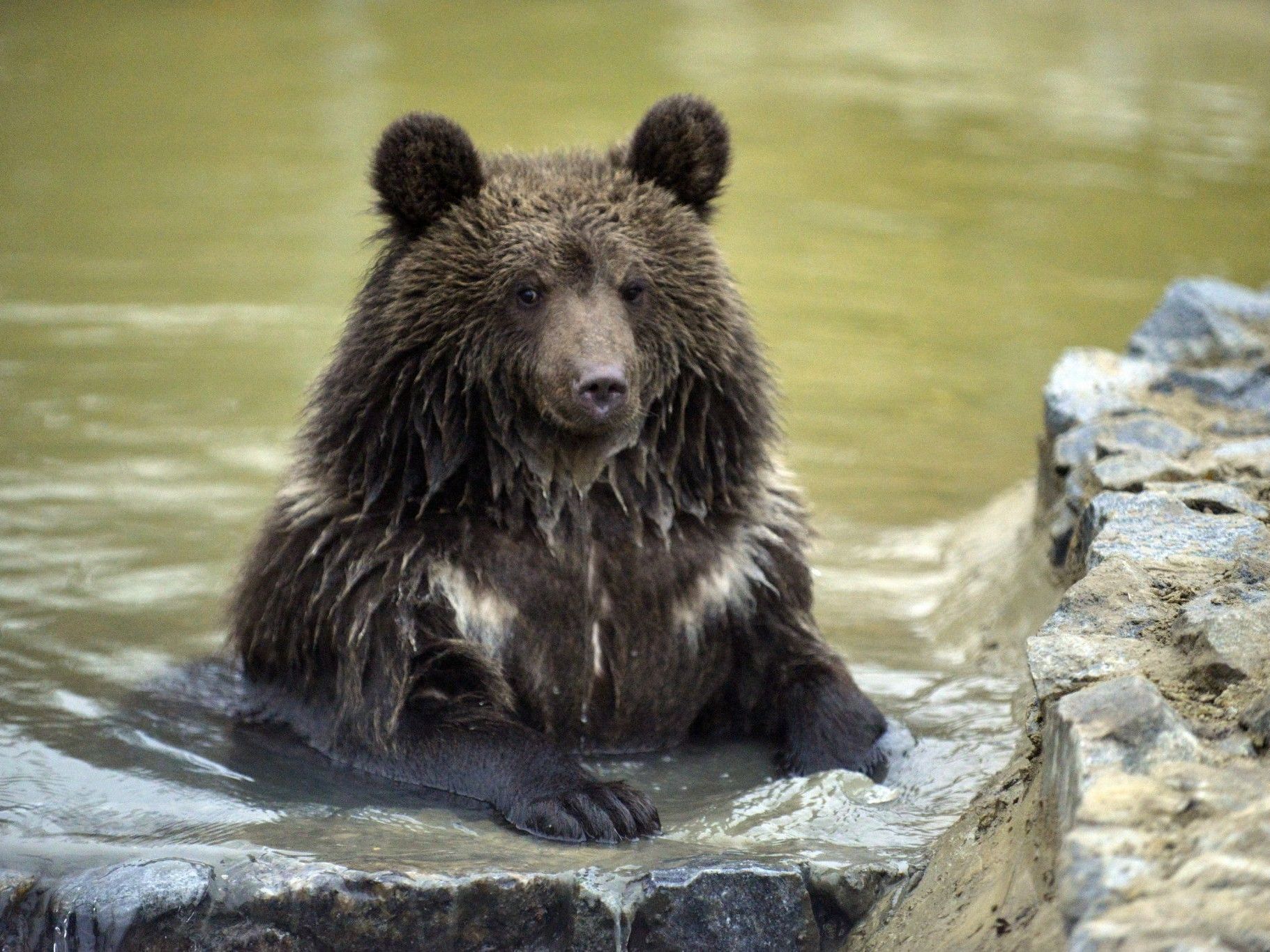Nastia hat endlich ein neues Zuhause Nastia hat endlich ein neues Zuhause