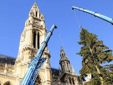 Der Weihnachtsbaum vor dem Wiener Rathaus wurde am Mittwoch geliefert und aufgestellt.