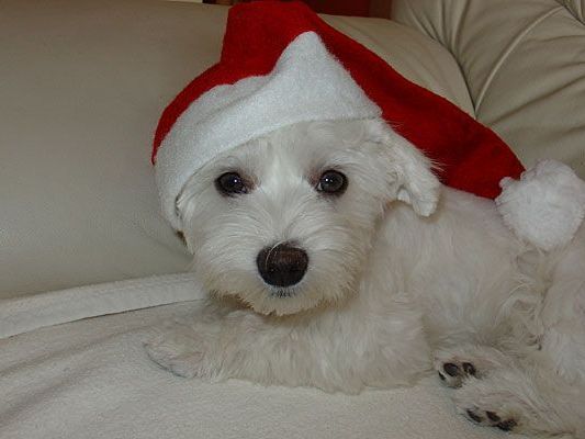 Die Adventzeit kann so schön sein - mit unseren Tipps gehen Sie und ihr Tier auf Nummer sicher Die Adventzeit kann so schön sein - mit unseren Tipps gehen Sie und ihr Tier auf Nummer sicher