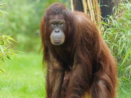 Am Montag ist es im Tiergarten Schönbrunn bei Orang-Utan-Weibchen Sol zu einer Totgeburt gekommen.