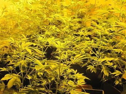 Am Montag wurden in Fischamend 37 Cannabispflanzen sichergestellt.