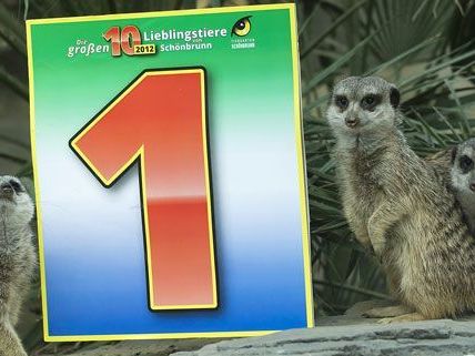 Die Erdmännchen führen die Liste der Top 10 der beliebtesten Tiere in Schönbrunn an. Die Erdmännchen führen die Liste der Top 10 der beliebtesten Tiere in Schönbrunn an.