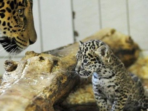 Ist der Fortbestand bedrohter Tiere bald nur noch durch Klonen zu erreichen? Ist der Fortbestand bedrohter Tiere bald nur noch durch Klonen zu erreichen?