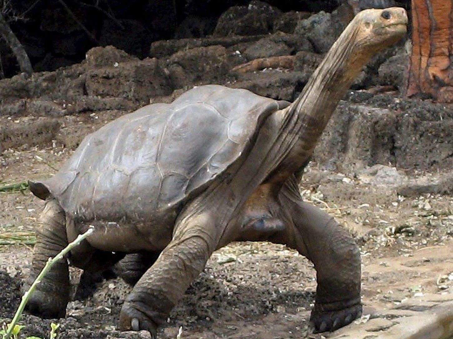 Lange Zeit wurde angenommen, der verstorbene "Lonesome George" (im Bild) war der letzte seiner Art. Lange Zeit wurde angenommen, der verstorbene "Lonesome George" (im Bild) war der letzte seiner Art.
