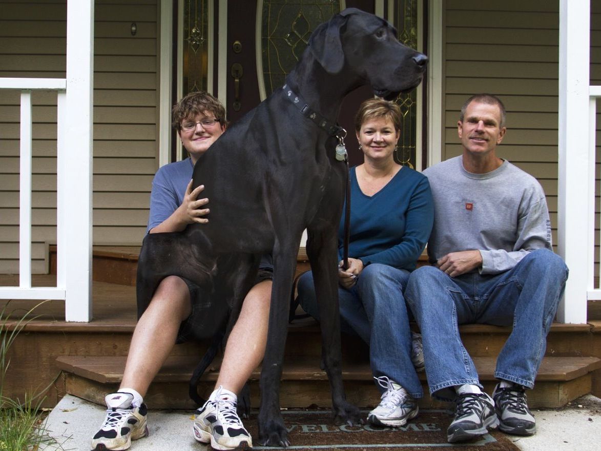 Auch Zeus, der größte Hund der Welt, ist im Guiness Buch der Rekorde zu finden. Auch Zeus, der größte Hund der Welt, ist im Guiness Buch der Rekorde zu finden.