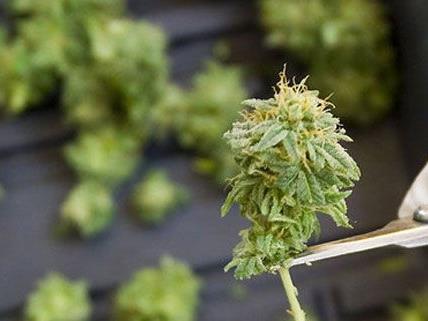 Die Polizei beschlagnahmte die Cannabis-Pflanzen den Mannes in Meidling.
