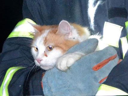 Kater Simba hatte sich am Wochenende zu hoch hinauf gewagt und musste von der Feuerwehr gerettet werden.