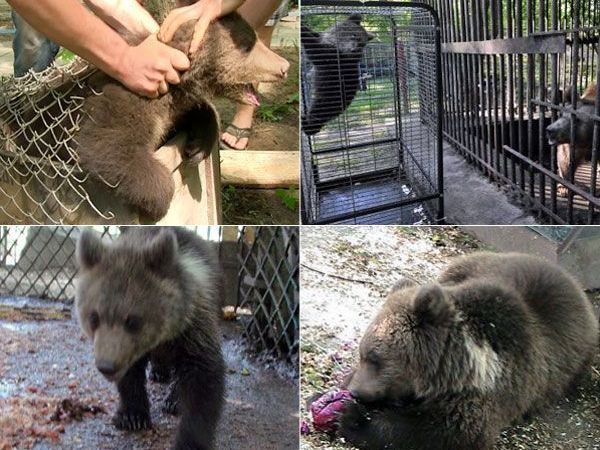 Ihr Leben begann voller Leid, nun darf die kleine Nastia in ein artgerechtes Bären-Paradies umziehen. Ihr Leben begann voller Leid, nun darf die kleine Nastia in ein artgerechtes Bären-Paradies umziehen.