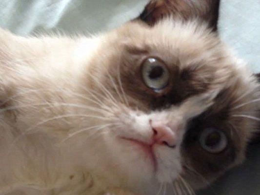 Kleine Berühmtheit im Internet: "Tard, the grumpy cat".