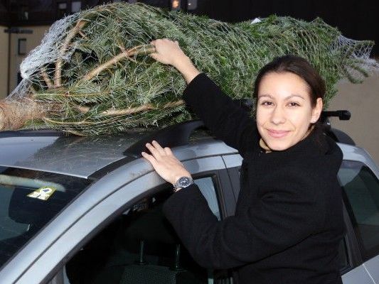 Eigentlich ganz einfach, sollte man meinen. Trotzdem gibt es beim Christbaumtransport einiges zu beachten.