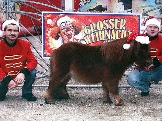 Der Wiener Weihnachtszirkus ist überglücklich - Zwergpony Fridolin ist wieder da Der Wiener Weihnachtszirkus ist überglücklich - Zwergpony Fridolin ist wieder da