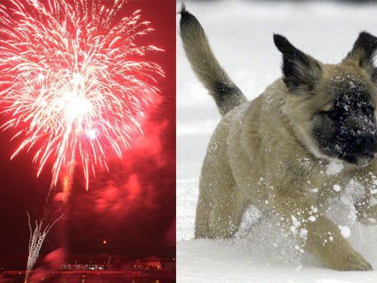 Silvester ist für Hunde kein Vergnügen - Knallerei bedeutet Angst und Stress