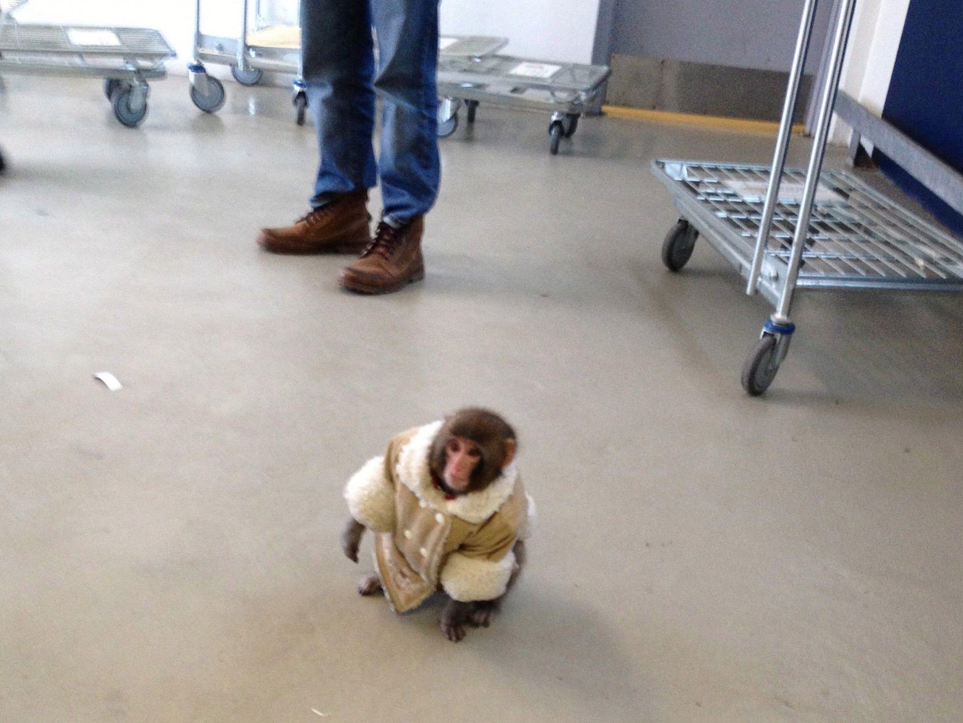 Affe "Darwin" bei seinem Ausflug bei Ikea in Toronto.