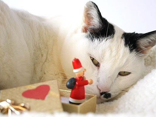 Auch Haustiere erhalten oftmals Weihnachtsgeschenke - diese sollten aber für das Tier geeignet sein