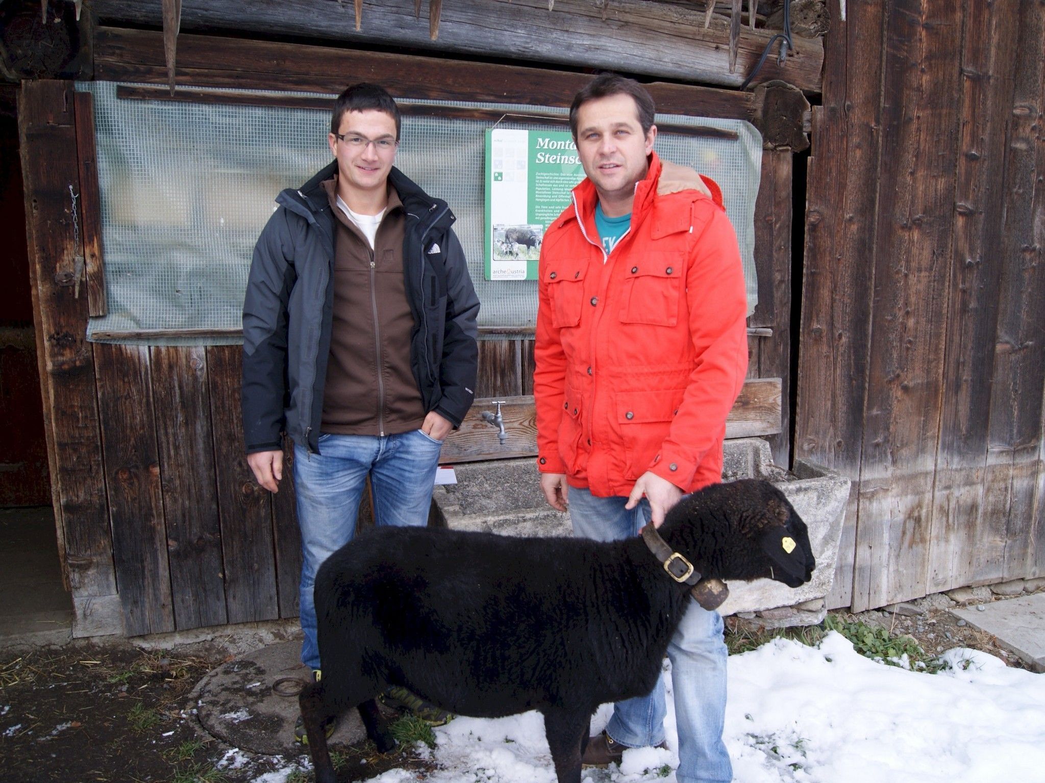 Martin Mathies (l.) und Peter Kasper mit einem Montafoner Steinschaf. Martin Mathies (l.) und Peter Kasper mit einem Montafoner Steinschaf.