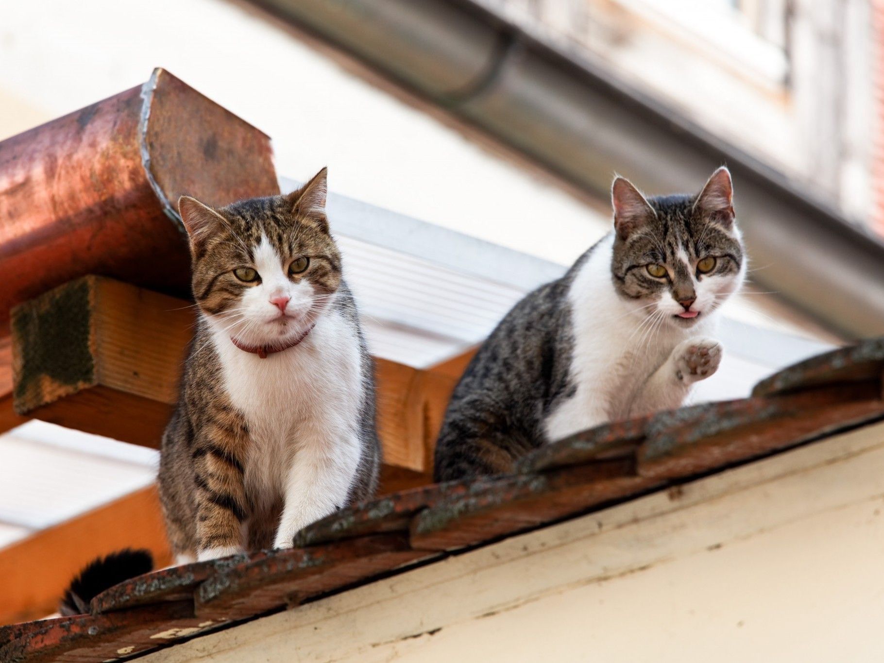 Viele Katzen werden im Winter ihrem Schicksal überlassen Viele Katzen werden im Winter ihrem Schicksal überlassen