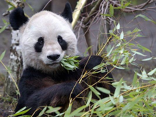 Panda-Männchen Long Hui (im Bild) wird mit Weibchen Yang Yang für weitere 10 Jahre im Tiergarten Schönbrunn bleiben