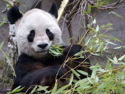 Panda-Männchen Long Hui (im Bild) wird mit Weibchen Yang Yang für weitere 10 Jahre im Tiergarten Schönbrunn bleiben Panda-Männchen Long Hui (im Bild) wird mit Weibchen Yang Yang für weitere 10 Jahre im Tiergarten Schönbrunn bleiben