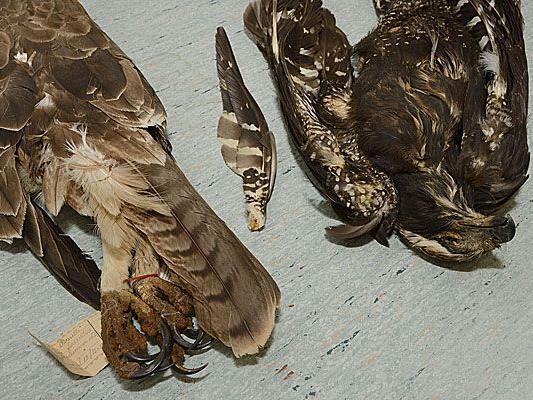 Diese Vogel-Exponate im Wiener Naturhistorischen Museum waren unter anderem von dem Diebstahl betroffen