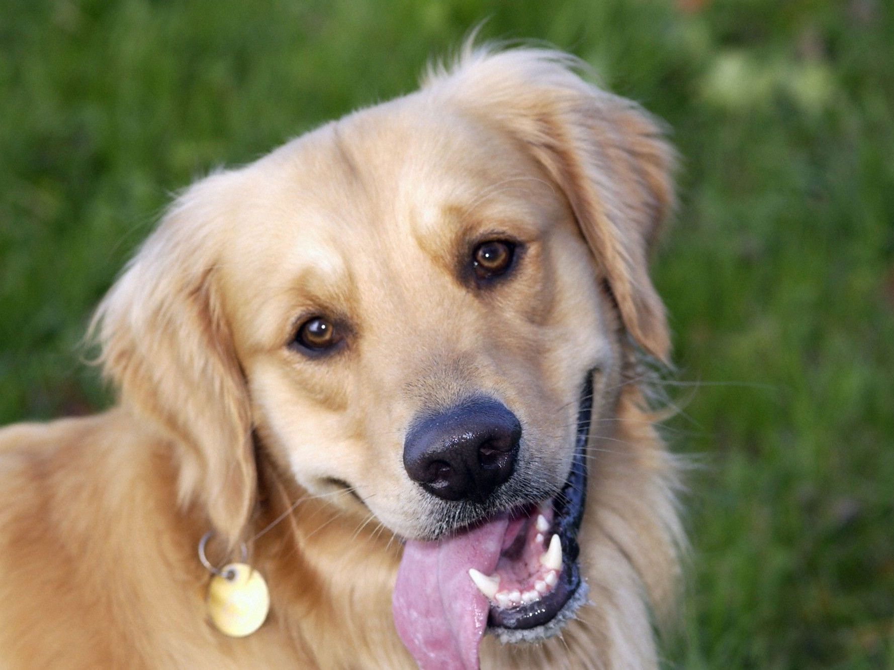Hunde sollen mit ihrer Nase helfen, Lungenkrebs frühzeitig zu erkennen. Hunde sollen mit ihrer Nase helfen, Lungenkrebs frühzeitig zu erkennen.