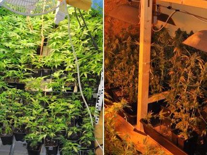 130 Cannabis-Ppflanzen wurden im Bezirk krems-Land sichergestellt.