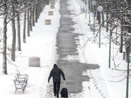 Forstamt Wien: Parks wegen Eislast gesperrt verursachte Sperren Forstamt Wien: Parks wegen Eislast gesperrt verursachte Sperren