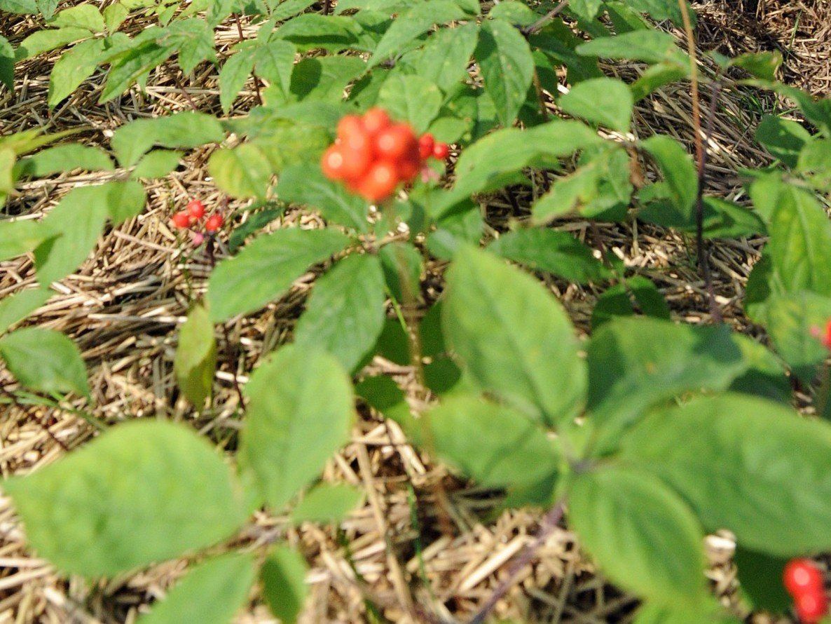 Ginseng-Beere: Forscher entdecken Aphrodisiakum als pflanzliche Alternative zu Viagra. Ginseng-Beere: Forscher entdecken Aphrodisiakum als pflanzliche Alternative zu Viagra.