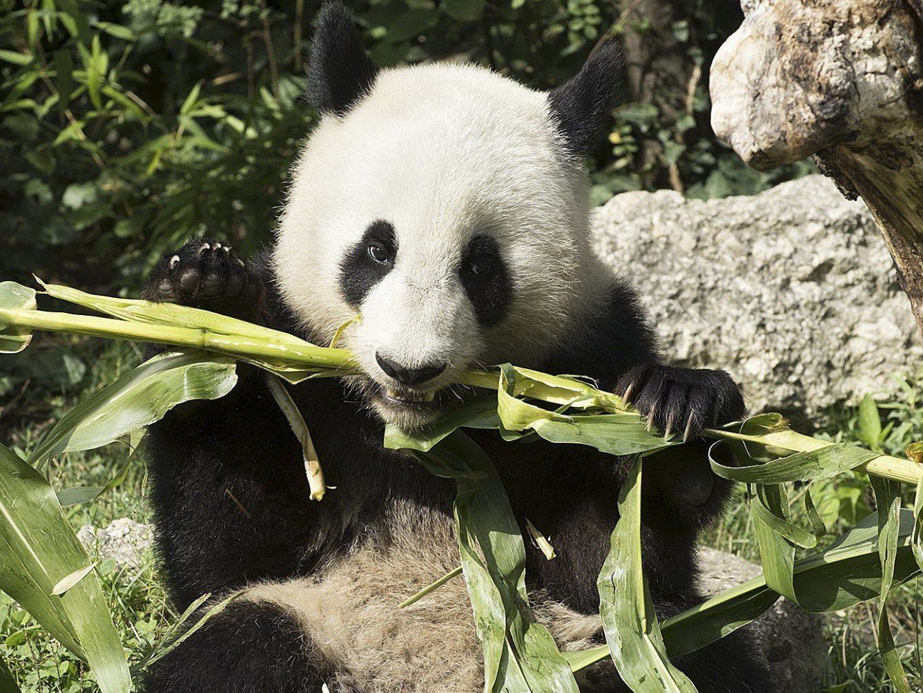 Fu Hu (Bild) und Fu Long wurden bei den Giant Panda Zoo Awards ausgezeichnet. Fu Hu (Bild) und Fu Long wurden bei den Giant Panda Zoo Awards ausgezeichnet.