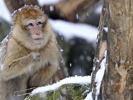 Die Berberaffen in Schönbrunn lieben den Schnee