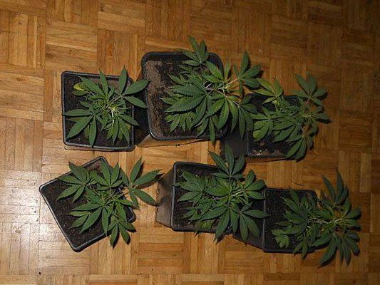 Diese Cannabispflanzen fand man in der Wohnung in Penzing Diese Cannabispflanzen fand man in der Wohnung in Penzing