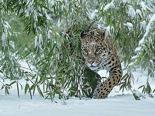 Schnee-Fans im Tiergarten Schönbrunn: die Jaguare