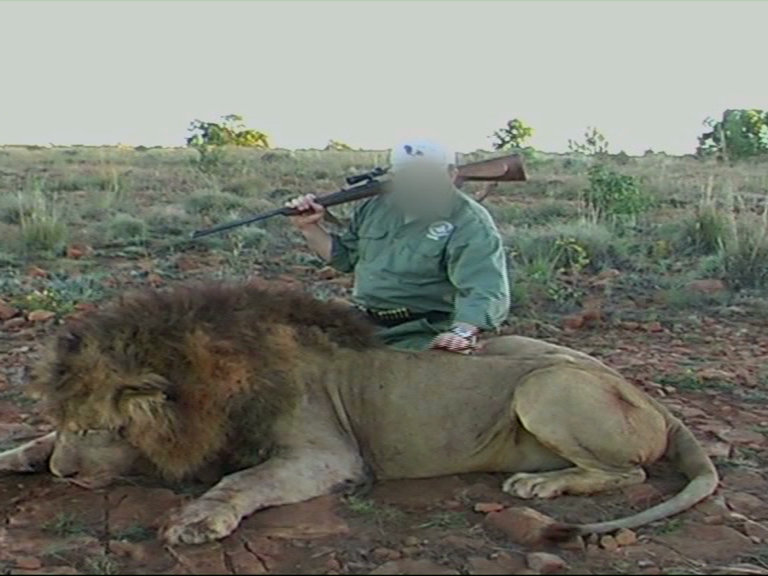 Wenn es mit der Trophäenjagd so weitergeht, stirbt der Löwe vielleicht bald aus. Wenn es mit der Trophäenjagd so weitergeht, stirbt der Löwe vielleicht bald aus.