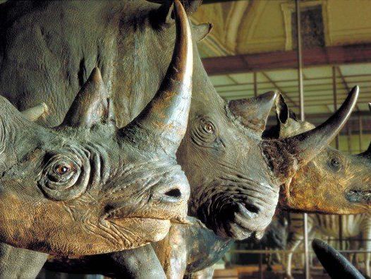 Nashorn-Präparate wie diese aus dem NHM Wien sind auf dem Schwarzmarkt begehrt Nashorn-Präparate wie diese aus dem NHM Wien sind auf dem Schwarzmarkt begehrt