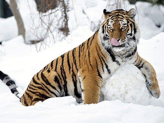 Die Tiger im Tiergarten Schönbrunn vergnügten sich im Schnee