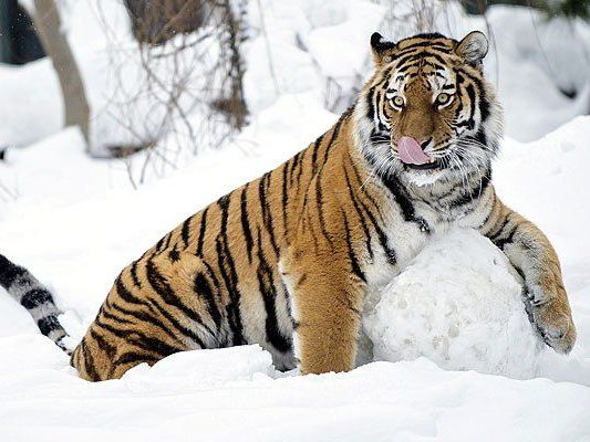 Die Tiger im Tiergarten Schönbrunn vergnügten sich im Schnee Die Tiger im Tiergarten Schönbrunn vergnügten sich im Schnee