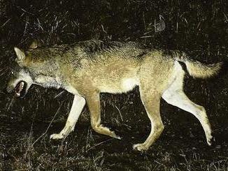 Dieser Wolf ist im Churer Rheintal in eine Fotofalle getappt.