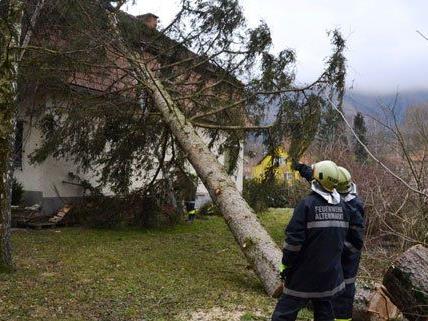 Der Sturm hat in Altenmarkt an der Triesting einen Baum auf ein Wohnhaus gefällt.
